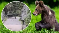 Niebezpieczne spotkanie w Tatrach. Turysta uciekał przed niedźwiedziem