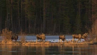 Millions tune in to 24-hour live coverage of Sweden’s epic moose migration