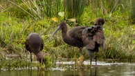 Rare glossy ibis visitor spotted in part of Scotland for first time