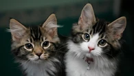 Record £1.23bn paid out in pet insurance claims in 2024, says ABI
