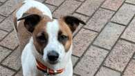 Estimated 1,808 dogs stolen across the UK last year, police figures show