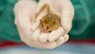Nine rare hazel dormice to be released in wild after successful health checks