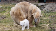 Victoria, the UK’s oldest polar bear, is euthanised at age 28