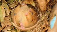 Planning reforms break Labour’s promise to protect nature, green groups say