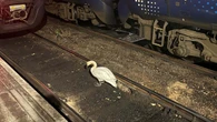 Swan sparks rush-hour disruption at Scotland’s busiest railway station