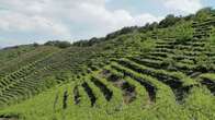 Met Office works with Chinese farmers to protect tea harvest from climate change