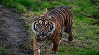 Zoo animals to get more space in ‘long-overdue’ welfare reforms