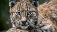 Lynx likely to predate on sheep and lambs if reintroduced, study finds
