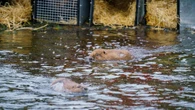 Beavers released into Highlands in moment of ‘wildlife history’