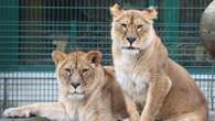 Lionesses rescued from Ukraine to find home at Scottish zoo