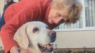 Couple reunited with dog stolen more than seven years ago in ‘dream come true’