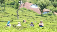 Fairtrade flags ‘window of opportunity’ to drive systemic change for tea farmers
