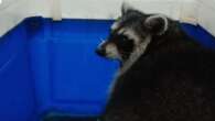 Racoon found ‘no worse for wear’ but search continues for trio still missing