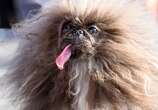 Eight-year-old pekingese Wild Thang wins World’s Ugliest Dog contest