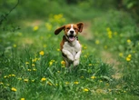 8 common garden plants that could harm your pet