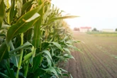 SuperAgro 2023: evento oferece troca de experiências e networking para profissionais do agronegócio