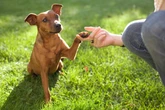 Petlove lança campanha reforçando a relevância dos planos de saúde dos pets