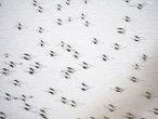 Invasão de mosquitos em Buenos Aires faz Milei e oposição trocarem acusações