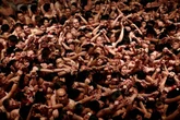 Milenar, Festival Nu vai aceitar mulheres pela 1ª vez no Japão — em sua última edição
