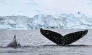 Ecossistema da Antártica vira termômetro mundial sobre a poluição com microplásticos
