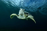 Os oceanos estão mais quentes do que nunca (e isso é péssimo); entenda