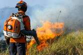 80% dos anfíbios do Pantanal podem perder habitat até 2100, diz estudo