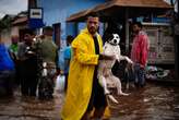 Projeto de lei cria regras para resgate de animais após desastres ambientais e climáticos