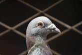 Índia liberta pombo acusado de ser espião da China