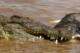 Chuvas obrigam milhares de australianos a fugir e governo dá alerta sobre crocodilos