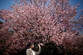 Descubra a melhor época para ver as flores de cerejeira no Japão