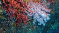 EXCLUSIVE: Chanel Extends Red Coral Research Partnership With Monaco Scientific Center