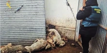 Investigado un ganadero en Valladolid por el «abandono» y «estado deplorable» de los animales en una granja de ovino