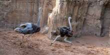 Bioparc Valencia recibe un macho de un peculiar avestruz en peligro crítico de extinción