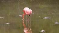 La población de flamingos de Galápagos disminuye debido al cambio climático y especies invasoras