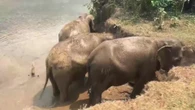 El baño con elefantes, la popular actividad turística tailandesa criticada por animalistas