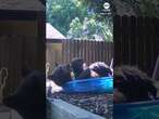 Bear cools off in backyard pool