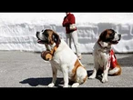 Les chiens Saint-Bernard, gardiens d'une tradition vieille de plusieurs siècles