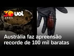 Austrália apreende 100 mil baratas em operação contra criadouro ilegal de insetos; veja vídeo