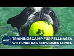 DEUTSCHLAND: Hundebesitzer setzen auf Schwimmschulen! So lernen Hunde Schwimmen