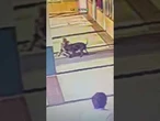 Una donna salva il suo cane dall'attacco di un pit bull mordendo al collo l'animale