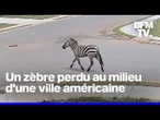 Un zèbre en fuite devient la star d'une ville américaine