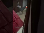 Cachorrinha espera dona sair para ocupar o lugar mais disputado da casa