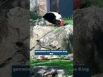 WASHINGTON: Bao Li wird vier! Panda-Geburtstag sorgt für Besucheransturm im Zoo #shorts
