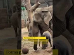Una cría de elefante de dos días juega con su primer balón