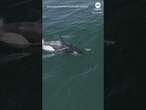 Orcas jump for joy while hunting in California