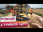 Фермери Б'ЮТЬ на СПОЛОХ?  Скільки ПОСІЯЛИ аграрії та яким буде ВРОЖАЙ у 2025 році