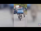 MIEJSKA DŻUNGLA: Dzikie zwierzęta atakują! Czy jesteśmy bezpieczni?