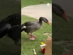 Sly goose steals lunch bag at picnic in France
