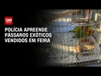 Pássaros exóticos vendidos em feira livre são apreendidos no Rio de Janeiro | LIVE CNN