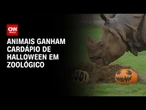 Animais ganham comidas de Halloween em zoológico no Reino Unido | CNN BRASIL